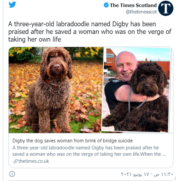 كلب ينقذ امرأة من الانتحار صورة رقم 1