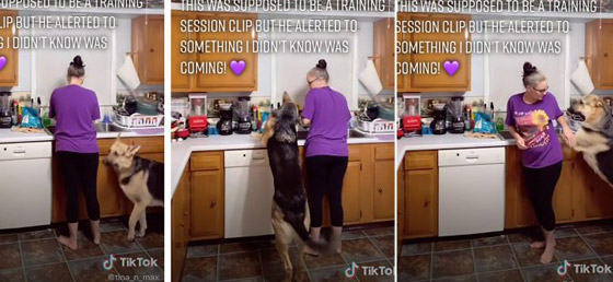 بالفيديو: كلب يتنبأ بتعرض سيدة لنوبة صرع ويحاول تحذيرها ويساعدها! صورة رقم 2