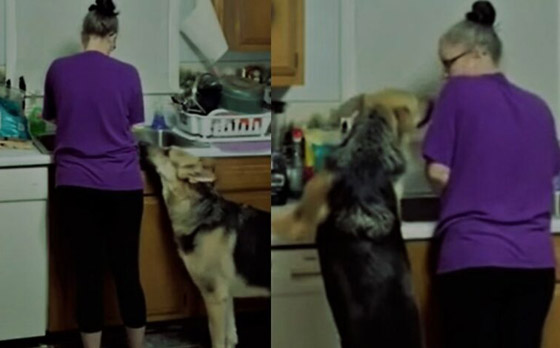 بالفيديو: كلب يتنبأ بتعرض سيدة لنوبة صرع ويحاول تحذيرها ويساعدها! صورة رقم 3