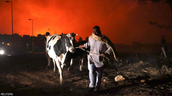 اليونان.. جردة حساب لتكاليف كارثة حرائق الغابات صورة رقم 3