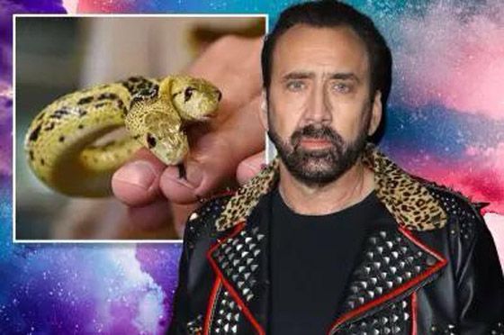 نيكولاس كيدج ينفق مبالغ طائلة لاقتناء أشياء غريبة: ثعبان برأسين وغراب أفريقي صورة رقم 3