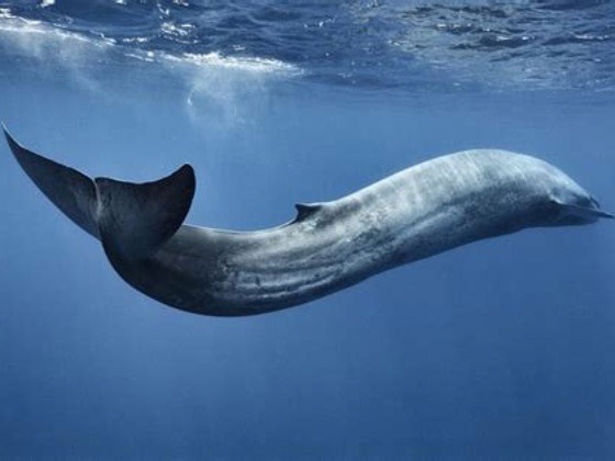 اكتشاف دلافين عمرها 20 مليون عام صورة رقم 1