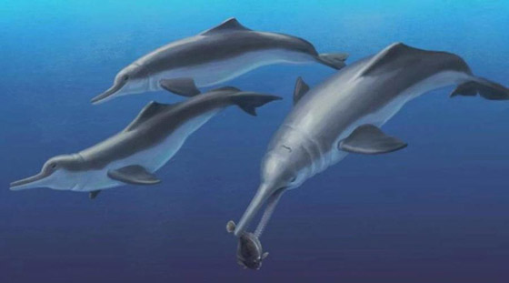 اكتشاف دلافين عمرها 20 مليون عام صورة رقم 3