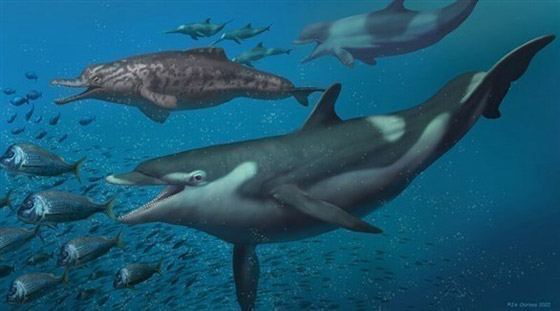 اكتشاف دلافين عمرها 20 مليون عام صورة رقم 5
