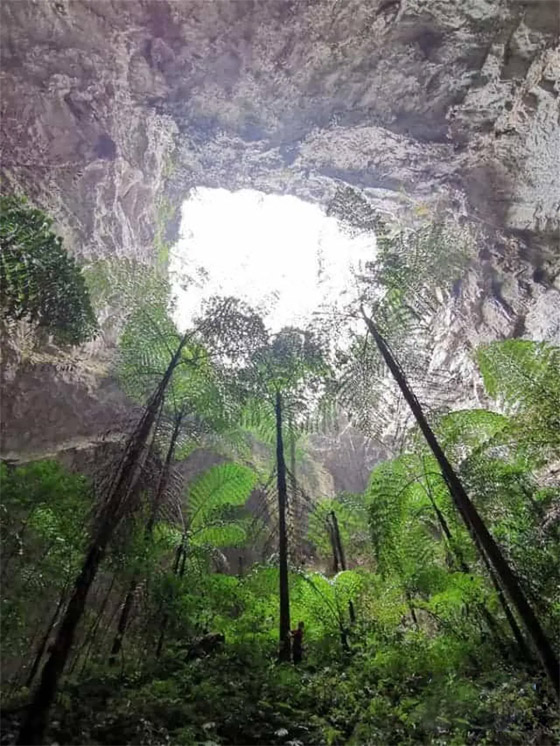 تشبه القصص الخيالية.. اكتشاف غابة كاملة داخل حفرة عميقة في الصين صورة رقم 7