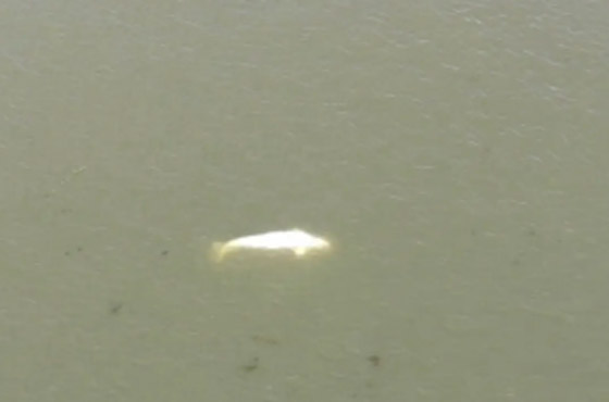 حوت أبيض يرفض الغذاء بعد أن ضل طريقه إلى نهر في فرنسا صورة رقم 5