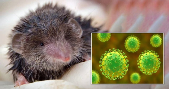 فيروس لانغا: فيروس حيواني جديد يُصيب عشرات الأشخاص في الصين صورة رقم 12