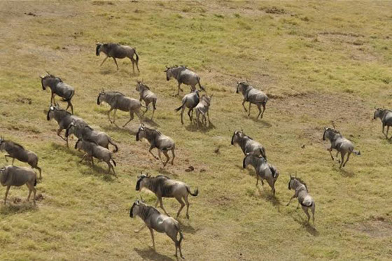 الجفاف يودي بمئات الأفيال والحمير الوحشية في كينيا صورة رقم 4