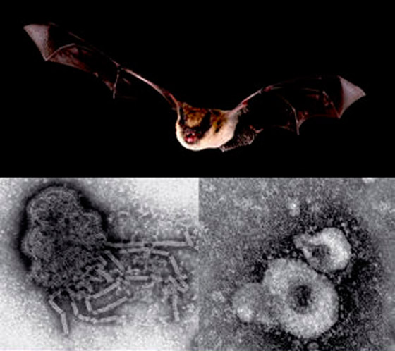 تحديد 5 فيروسات جديدة من الخفافيش.. وتحذير من عدوى مميتة صورة رقم 1