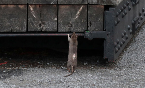 مدير دموي: نيويورك تبحث عن شخص يعدم ملايين الفئران مقابل راتب مغر! صورة رقم 2