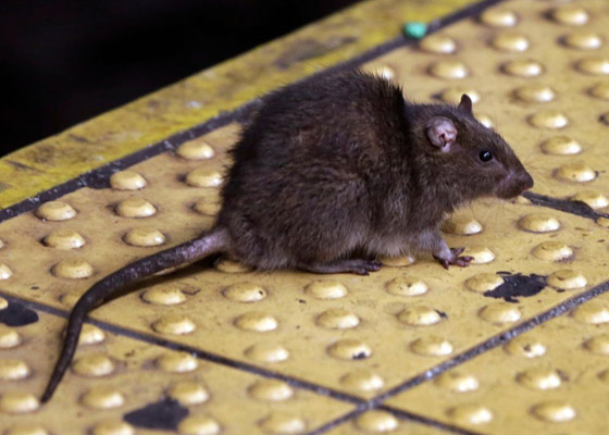 مدير دموي: نيويورك تبحث عن شخص يعدم ملايين الفئران مقابل راتب مغر! صورة رقم 3