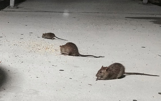 مدير دموي: نيويورك تبحث عن شخص يعدم ملايين الفئران مقابل راتب مغر! صورة رقم 7