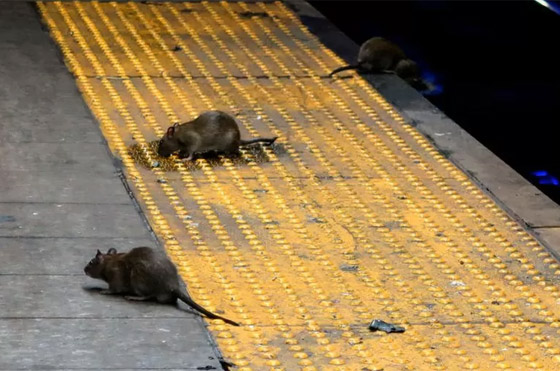 مدير دموي: نيويورك تبحث عن شخص يعدم ملايين الفئران مقابل راتب مغر! صورة رقم 4