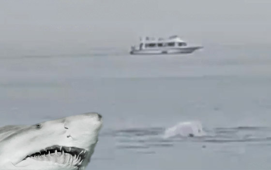 فيديو: السلطات المصرية تصطاد القرش القاتل الذي هاجم السائح الروسي صورة رقم 5