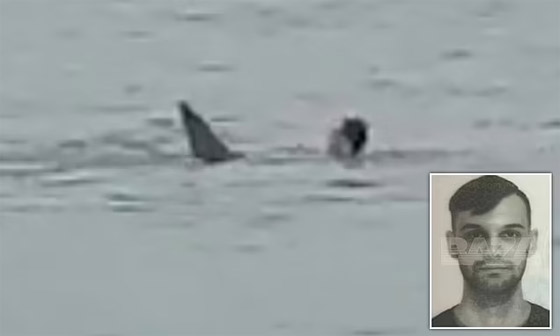 فيديو: السلطات المصرية تصطاد القرش القاتل الذي هاجم السائح الروسي صورة رقم 4