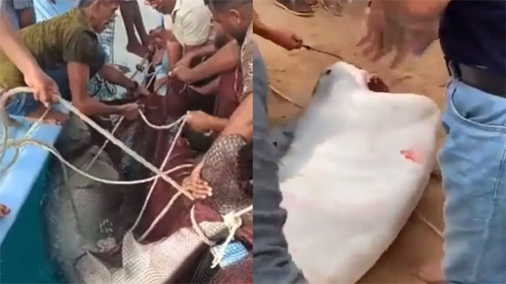 فيديو: السلطات المصرية تصطاد القرش القاتل الذي هاجم السائح الروسي صورة رقم 2