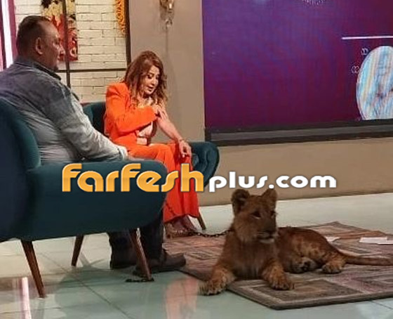 ‏فيديو وصور: أسد يهاجم مادلين طبر ويعضها على الهواء خلال تصوير برنامجها صورة رقم 9