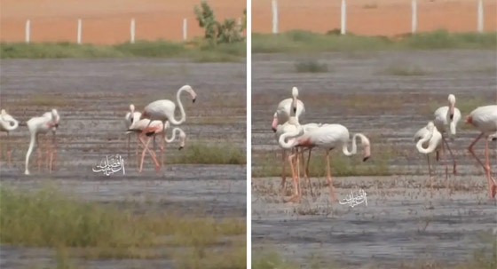 شبح الإنفلونزا والخوف يعود.. آلاف الطيور تنفق وسط حسرة قلب حراسهم صورة رقم 10