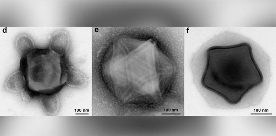 بعضها يشبه السلحفاة.. تفاصيل اكتشاف فيروسات ضخمة بأشكال مبهرة صورة رقم 7