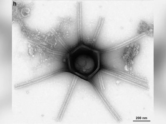 بعضها يشبه السلحفاة.. تفاصيل اكتشاف فيروسات ضخمة بأشكال مبهرة صورة رقم 8