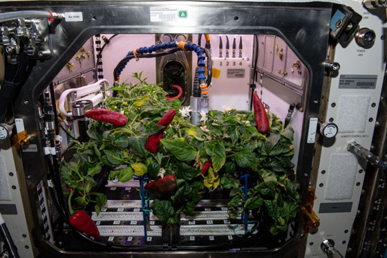 تعرفوا إلى 7 محاولات مذهلة لزراعة الغذاء في الفضاء صورة رقم 2