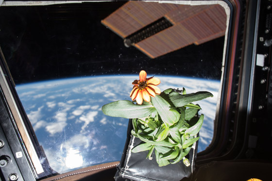 تعرفوا إلى 7 محاولات مذهلة لزراعة الغذاء في الفضاء صورة رقم 7