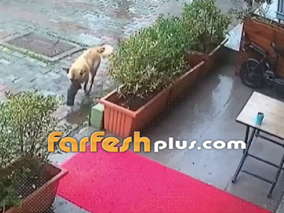 لن تصدق ما سترى.. كلبة تذهب لعيادة بيطرية لإنقاذ جروها (فيديو) صورة رقم 1