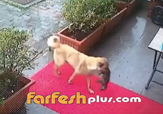لن تصدق ما سترى.. كلبة تذهب لعيادة بيطرية لإنقاذ جروها (فيديو) صورة رقم 2