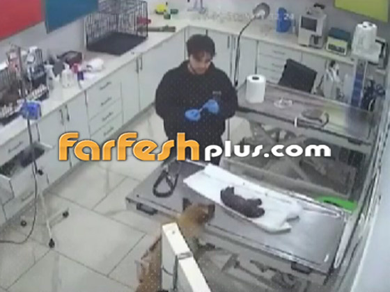 لن تصدق ما سترى.. كلبة تذهب لعيادة بيطرية لإنقاذ جروها (فيديو) صورة رقم 3
