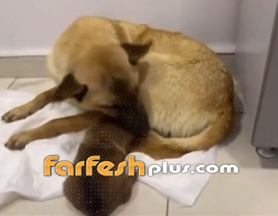 لن تصدق ما سترى.. كلبة تذهب لعيادة بيطرية لإنقاذ جروها (فيديو) صورة رقم 4