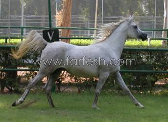 القيصر كاظم الساهر لمسلسلات: اعشق الخيل وسأتوجه لمصر لشراء رغدانة صورة رقم 1