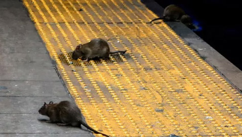 مدير دموي: نيويورك تبحث عن شخص يعدم ملايين الفئران مقابل راتب مغر!
