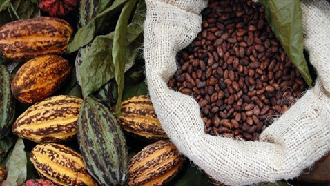 الشوكولاتة مهددة.. فيضانات نيجيريا تخفض مخزون الكاكاو عالمياً
