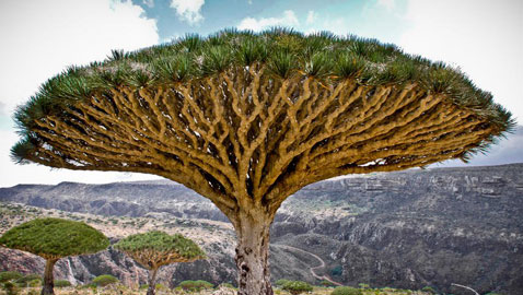 بالصور.. تعرفوا على أغرب وأجمل الأشجار في العالم